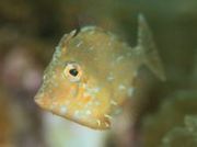 �A�~���n�M