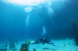 ���Z���q�Y�S�i