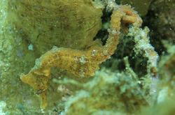 �^�c�m�I�g�V�S