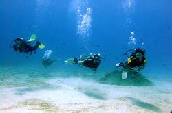 ���Z�Ń_�C�r���O